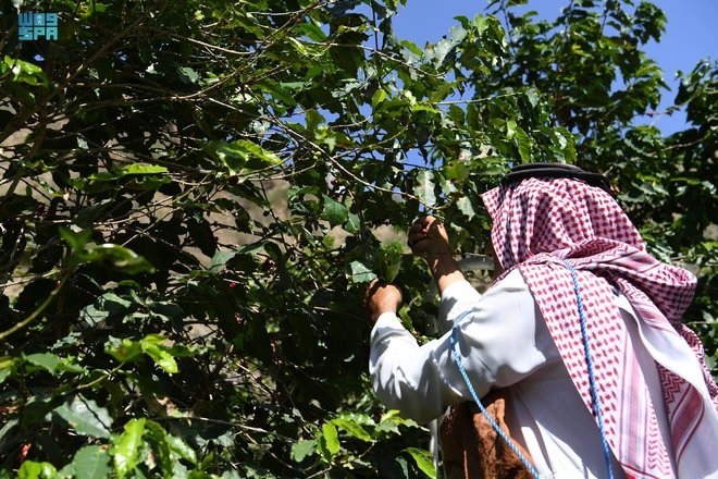 شاهد.. مواطن يعيش 26 عامًا في عزلة على ارتفاع 800 م