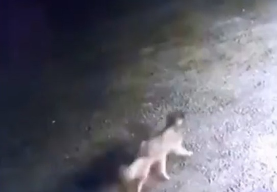 بالفيديو.. نجاة طفلين من هجوم كلب مفترس بالقريات