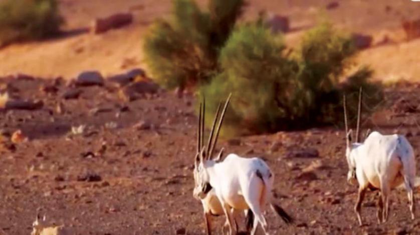 بعد 90 عامًا من الغياب عن موطنها.. المها العربي تضع مولودها الأول