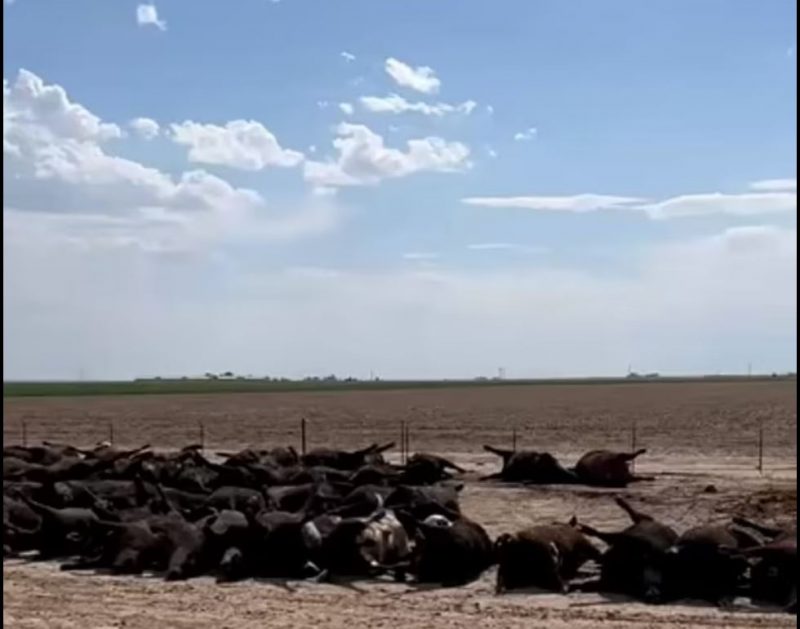 شاهد.. موت آلاف الأبقار في ولاية أمريكية بسبب موجة حر شديدة