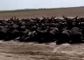 شاهد.. موت آلاف الأبقار في ولاية أمريكية بسبب موجة حر شديدة