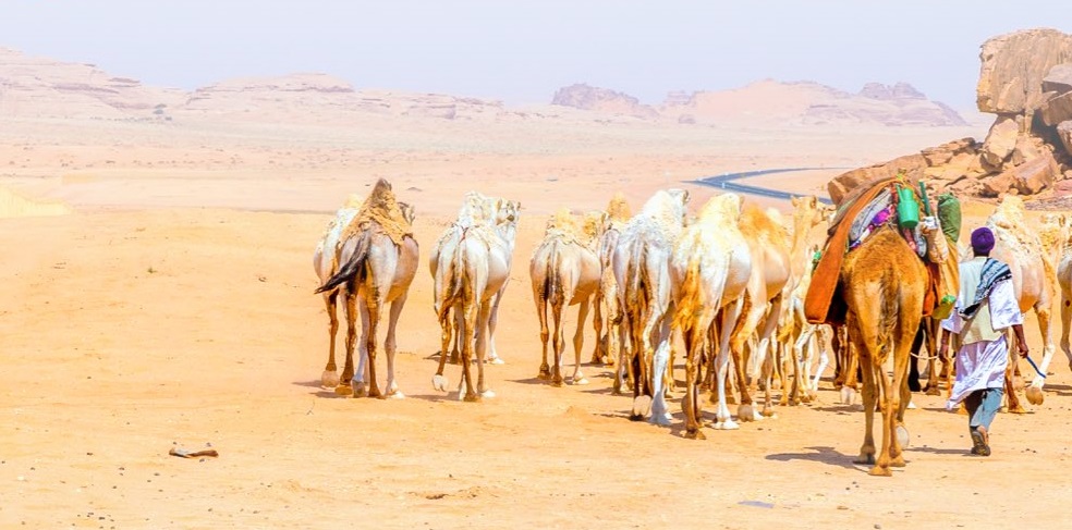 ضبط 47 مواطنًا و11 سودانيًّا ارتكبوا مخالفات رعي