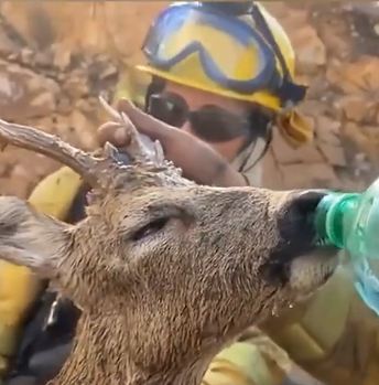 شربة ماء تنقذ غزالًا من الموت بسبب حرائق إسبانيا