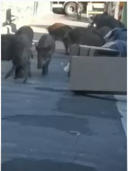 شاهد.. الخنازير البرية تغزو روما بحثاً عن الطعام