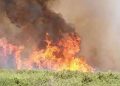 حريق تونس يلتهم 533 هكتارًا من الغابات بجبل بوقرنين - المواطن