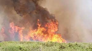 حريق تونس يلتهم 533 هكتارًا من الغابات بجبل بوقرنين