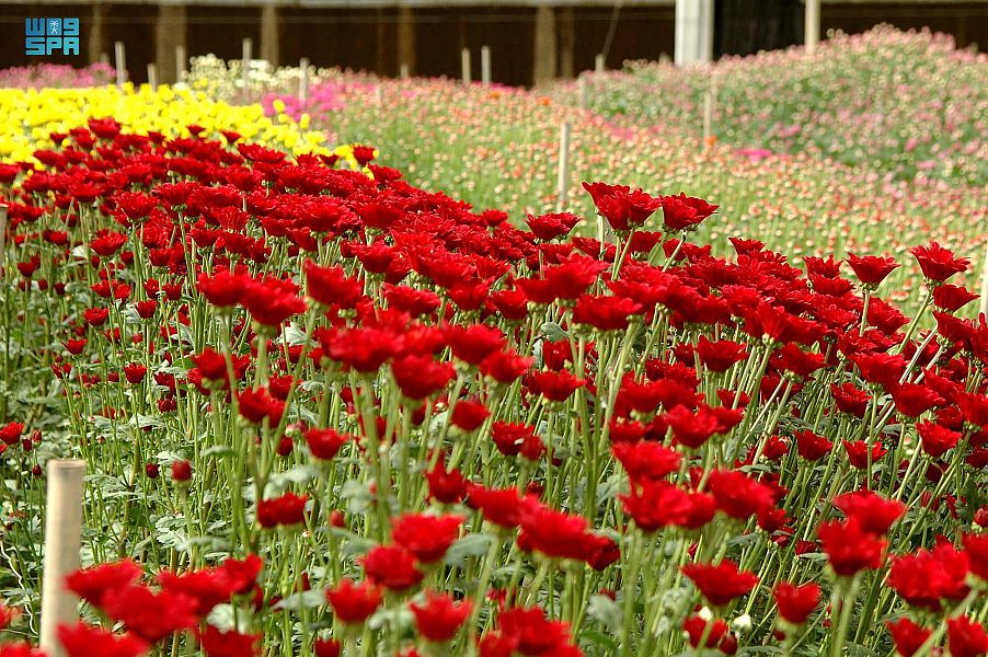 ريف السعودية يُعلن إنشاء مُدن ومشاتل ومصنعٍ للورد في جازان