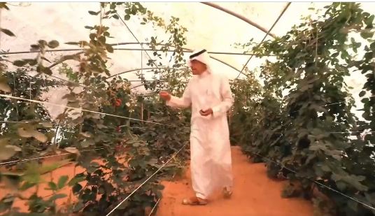 الكعيد يستعرض تجربته في صناعة بيئة مناسبة لزراعة الفراولة والتوت البري