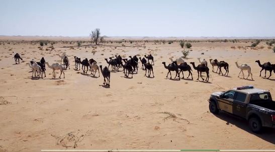 ضبط 37 مخالفًا لنظام البيئة في عدد من مناطق المملكة