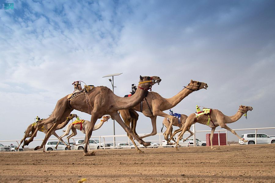 القعود “عناد” الأسرع توقيتًا وهجن الشحانية تحقق ثلاثة انتصارات