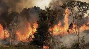 7 نصائح للوقاية من حرائق الغابات