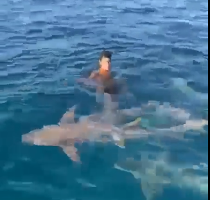 شاهد.. شاب يسبح وسط أسماك القرش دون خوف
