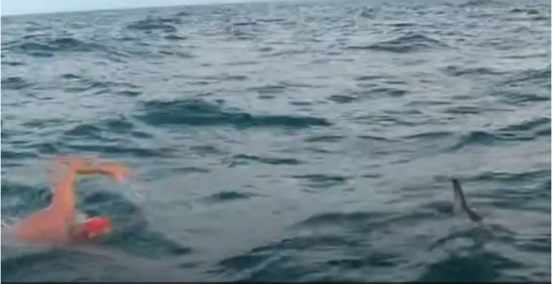 لحظة إنقاذ الدلافين لـ سباح بريطاني من سمكة قرش