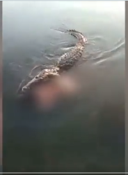 شاهد.. تمساح يسحب رجلًا في إحدى بحيرات المكسيك