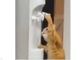تصرف مثل البشر.. فيديو لقط يشرب المياه يحصد ملايين المشاهدات - المواطن