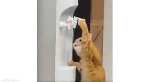 تصرف مثل البشر.. فيديو لقط يشرب المياه يحصد ملايين المشاهدات