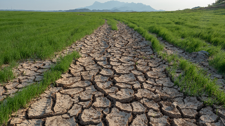 جفاف الصين الخطير يضرب المحاصيل بقسوة