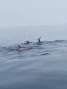 مواطن يوثق ظهور الدلافين على شواطئ بيش