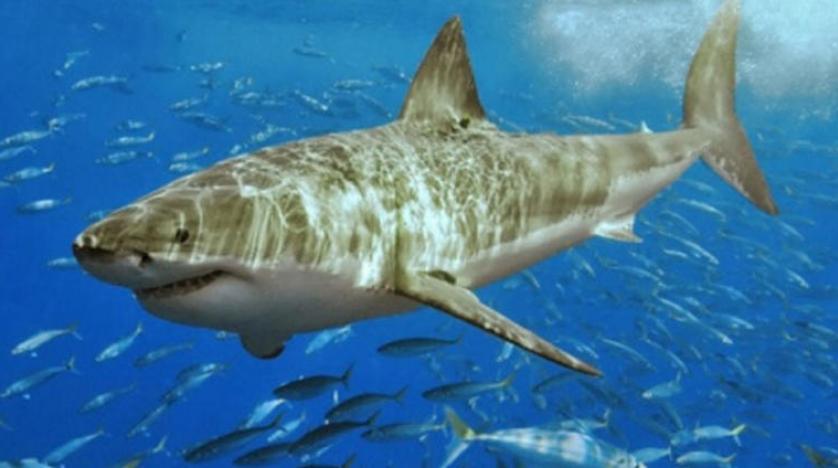 أسماك القرش الأشهر في بحار المملكة