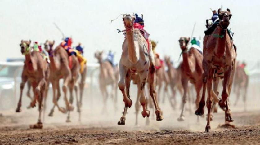 مهرجان ولي العهد للهجن يعكس اهتمام القيادة بتراثنا الوطني