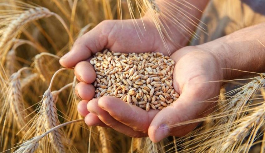 الحبوب تعتمد سعر شراء القمح من المزارعين للموسم المقبل