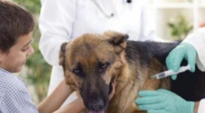 أعراض وطرق الوقاية من داء الكلب