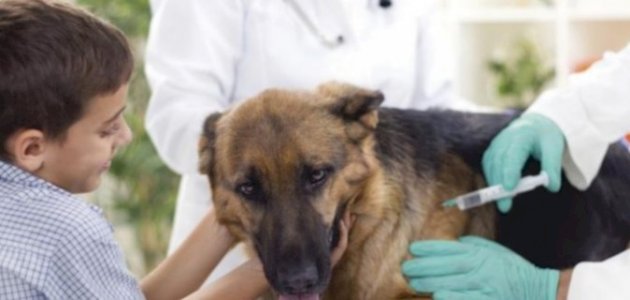 أعراض وطرق الوقاية من داء الكلب