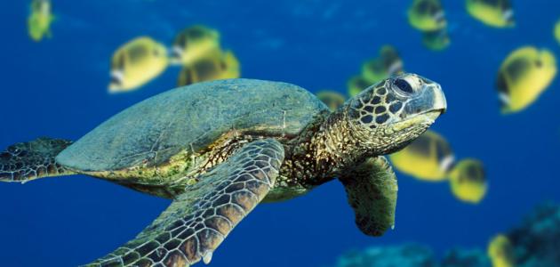 السلاحف البحرية معرضة للانقراض بسبب خزعبلات المقويات الجنسية