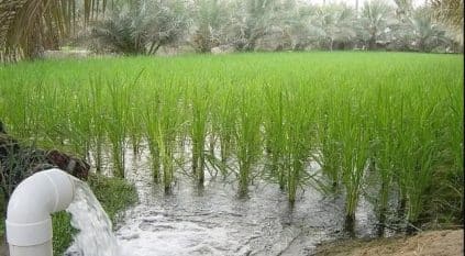 السعودية قد تكتفي ذاتيًّا من الأرز بشرط