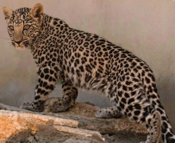 ولادة أنثى جديدة من النمر العربي في العلا