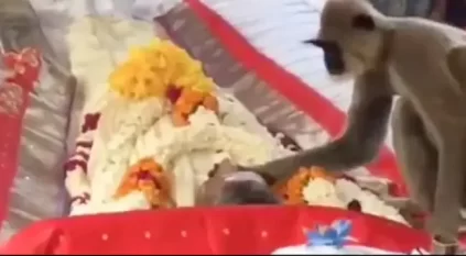 مقطع مؤثر لقرد يودع صاحبه المتوفى