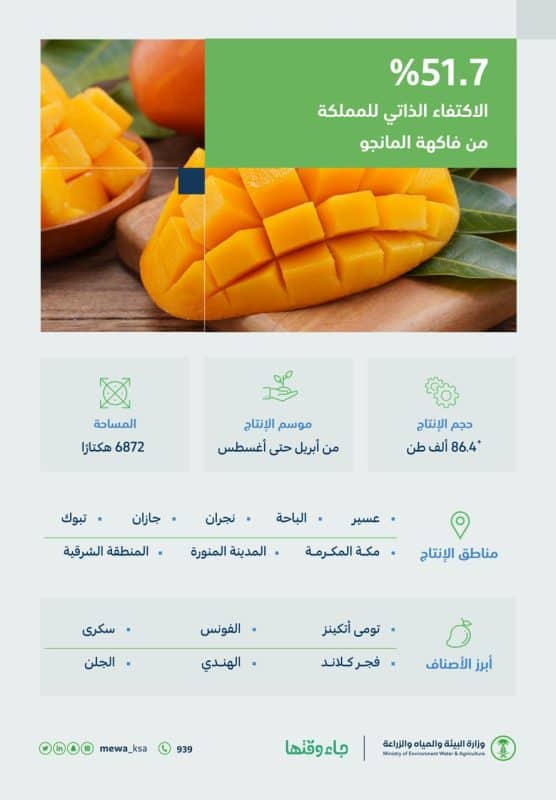 المملكة تحقّق اكتفاءً ذاتيًا من المانجو بنسبة 51.7% - المواطن