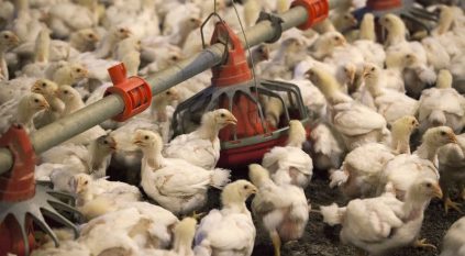 إعدام 10 ملايين دجاجة في اليابان