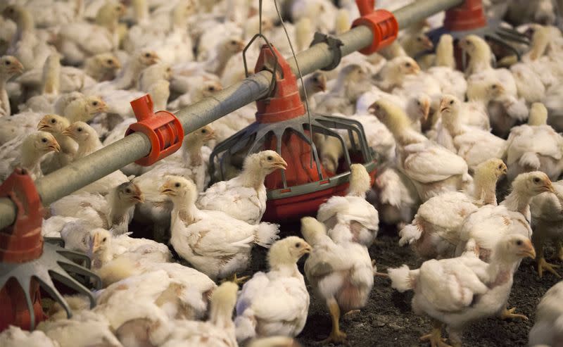 إعدام 10 ملايين دجاجة في اليابان