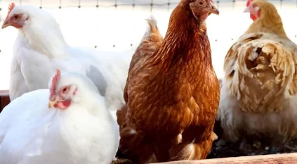 بلغاريا ترصد إصابات بإنفلونزا الطيور