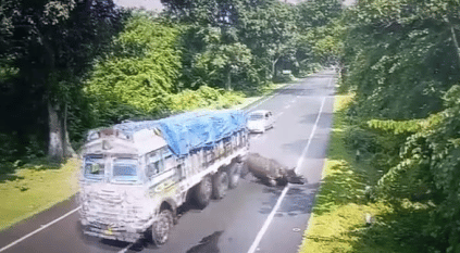 وحيد القرن يصطدم بشاحنة مسرعة