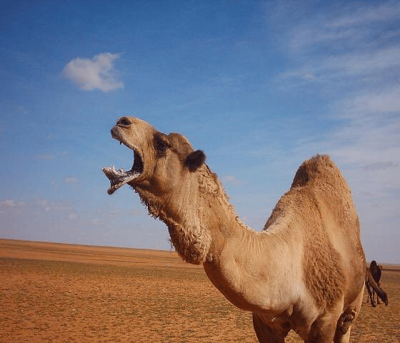 السماك ثاني منازل الوسم فيه تهيج الإبل