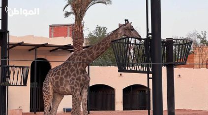 “المواطن” في الرياض زوو وتجربة استثنائية مع الحيوانات