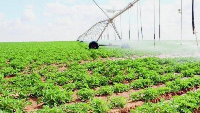 تعظيم التمويل.. السعودية تؤسس لقطاع زراعي نموذجي يُؤمن الغذاء ويوفر الوظائف