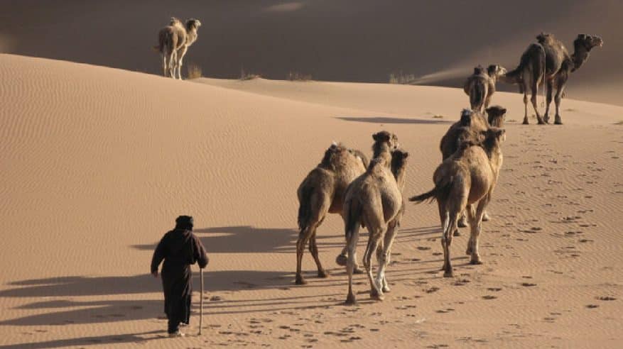 قصة وفاة راعٍ للإبل ضل طريقه 3 أيام