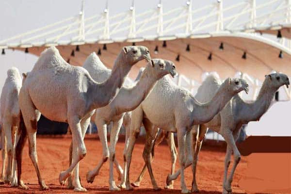 مهرجان الإبل: منع الوسم في منطقة الرأس