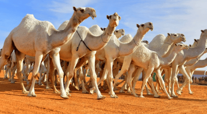 ضبط 109 من الإبل المجهولة ومصادرة كميات من الحليب بالرياض