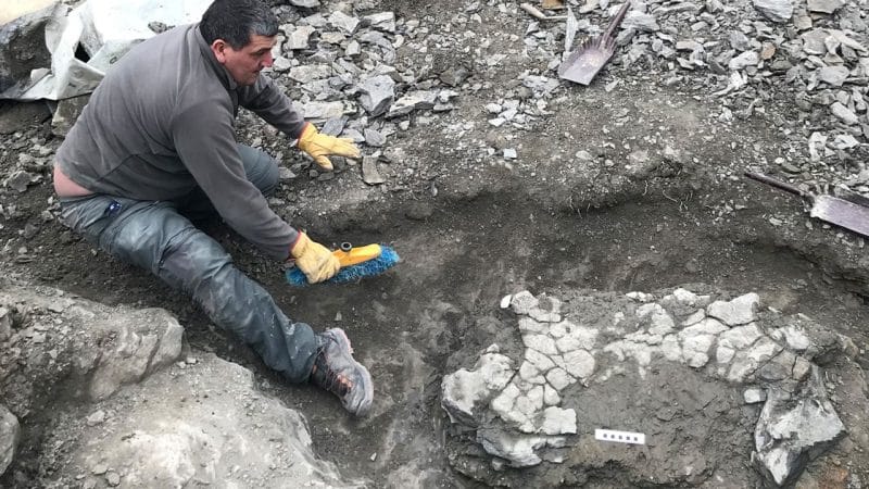اكتشاف حفرية سلحفاة بحرية بحجم سيارة سيدان 