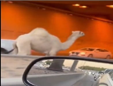 السيطرة على جمل هائج في الرياض وتضرر مركبة