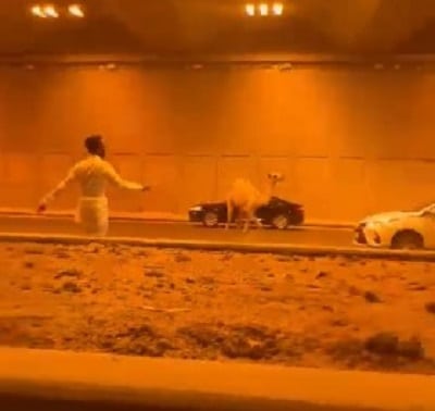 جمل هائج يربك قائدي السيارات في الرياض