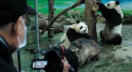 عودة حيواني باندا للصين بعد اغتراب 20 عامًا بأمريكا