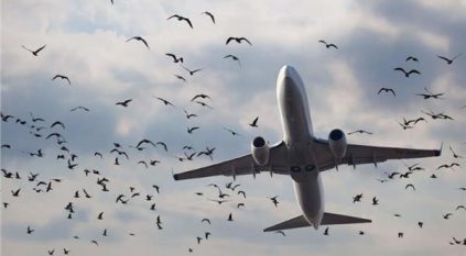 سرب طيور يتسبب في تأخير رحلة طيران