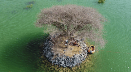 جزيرة صغيرة تتوسطها شجرة وسط صحراء الإمارات