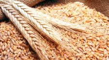 الحبوب تعتمد صرف فرق سعر شراء القمح المحلي للمزارعين