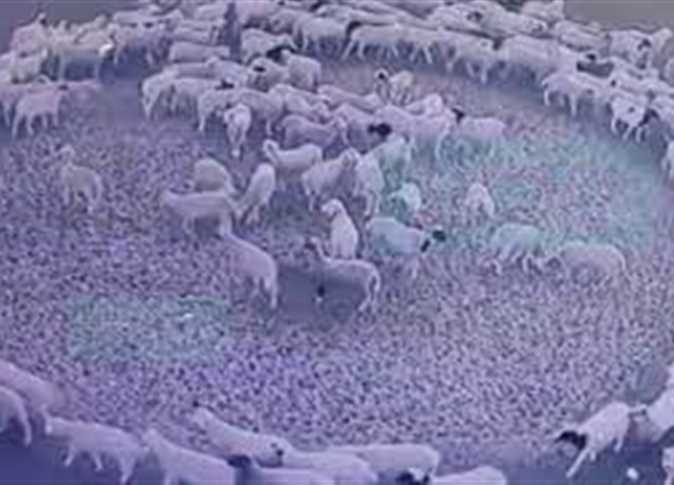 الأغنام تدور بلا توقف وتفسيرات غريبة